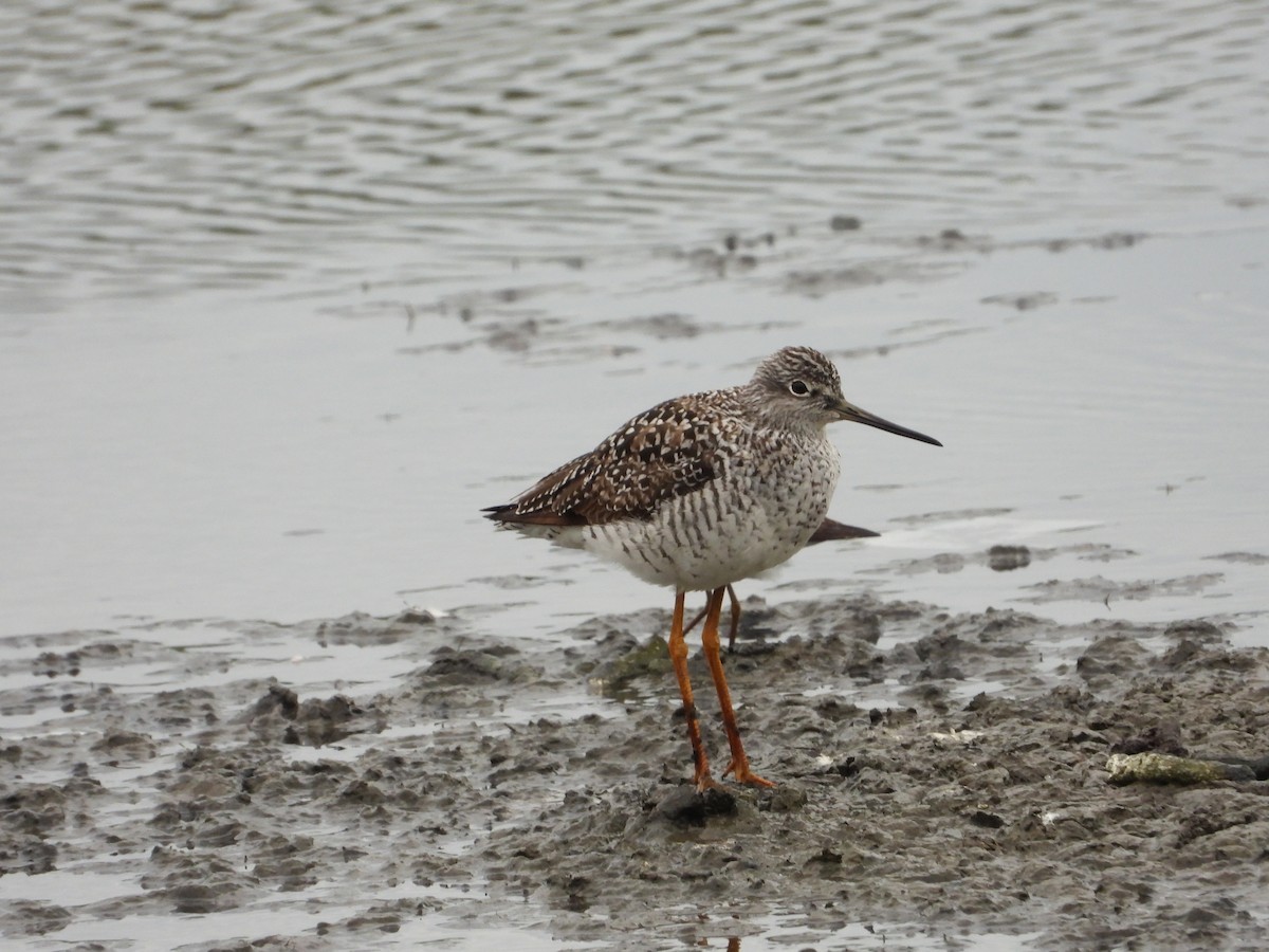 Greater Yellowlegs - ML619083494