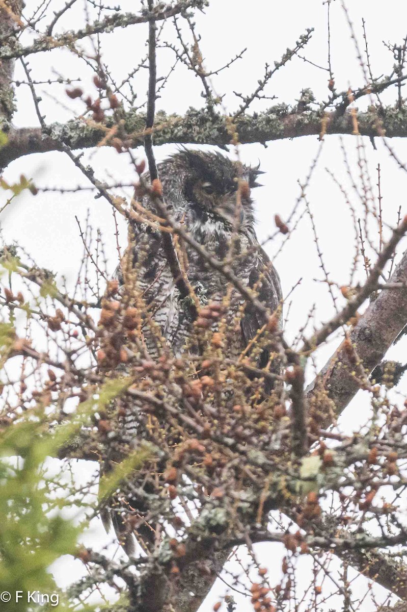 Great Horned Owl - ML619083495