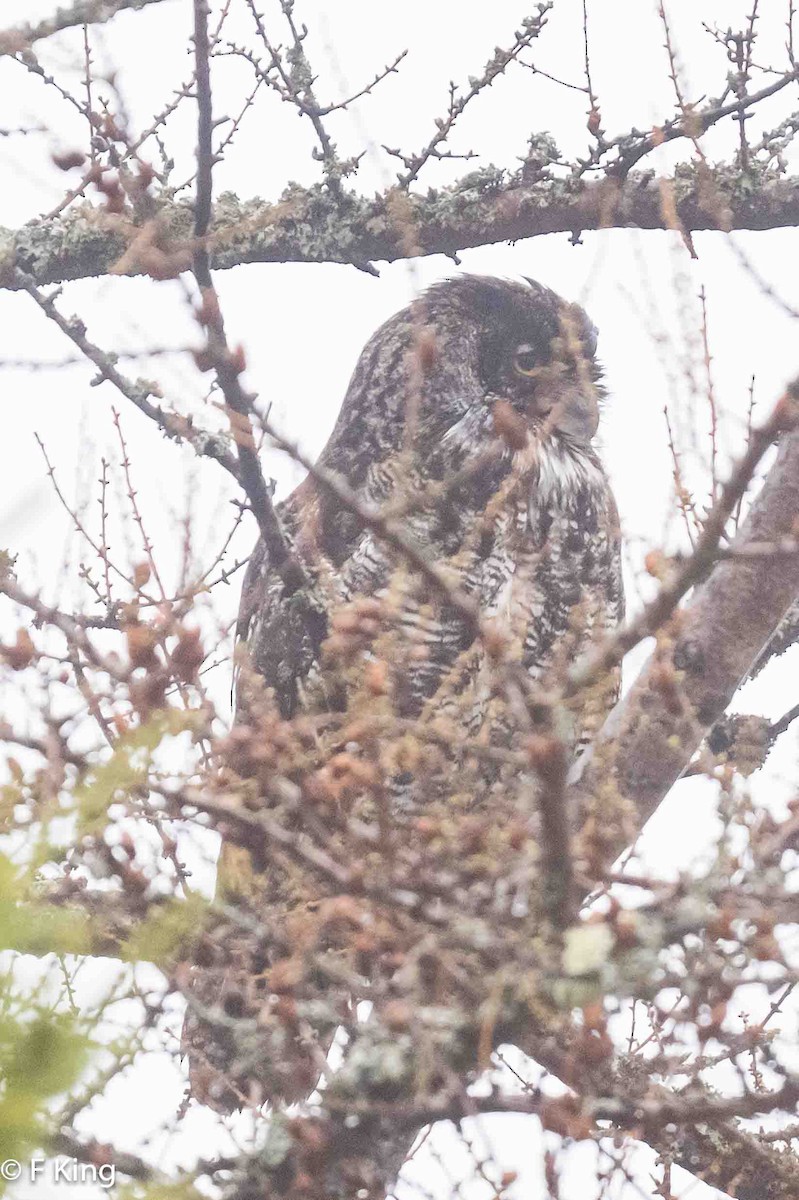 Great Horned Owl - ML619083496
