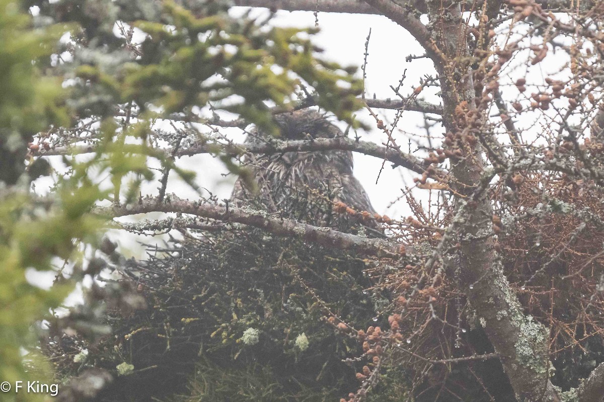 Great Horned Owl - ML619083497