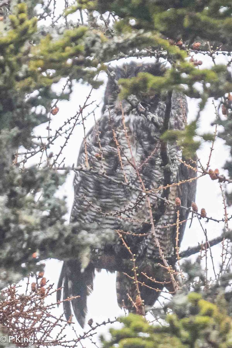 Great Horned Owl - ML619083498