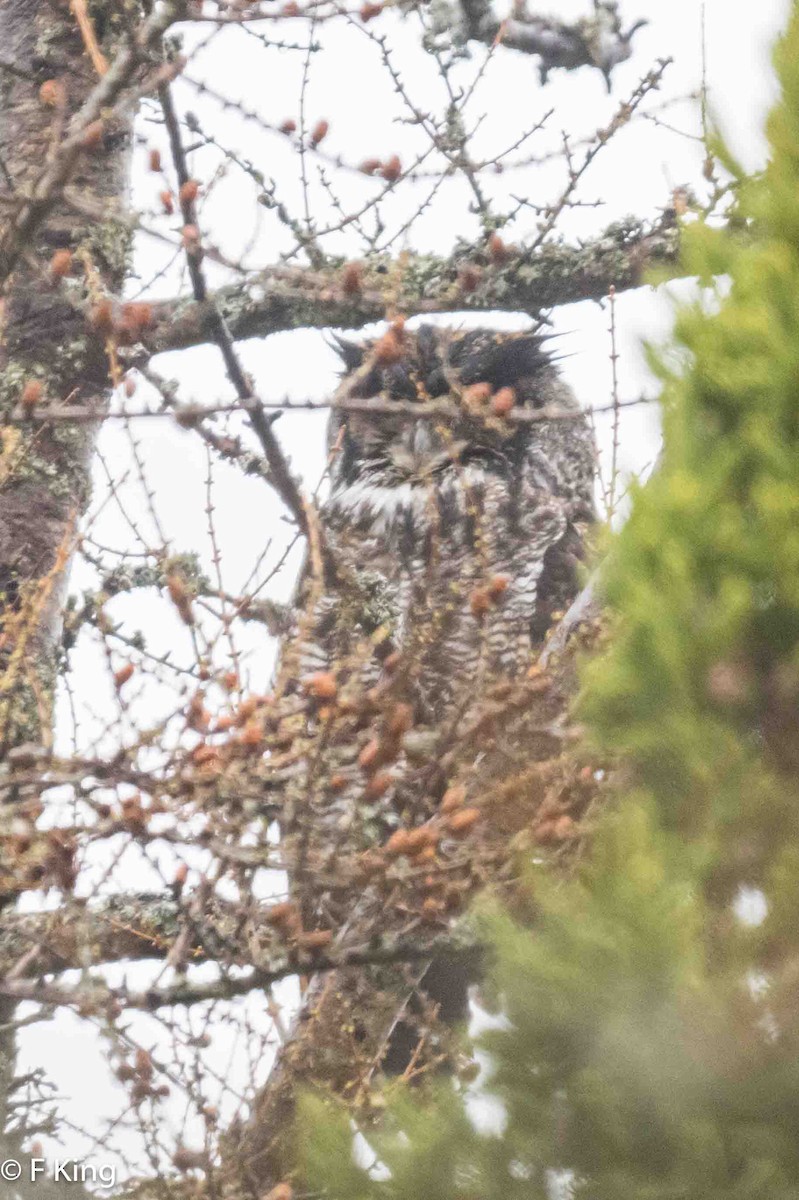 Great Horned Owl - ML619083500