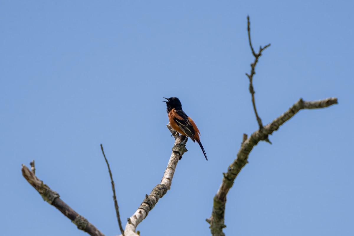 Orchard Oriole - ML619083511