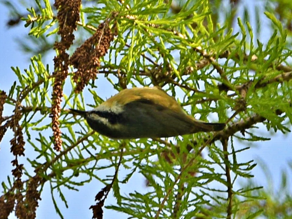 Red-breasted Nuthatch - Anonymous