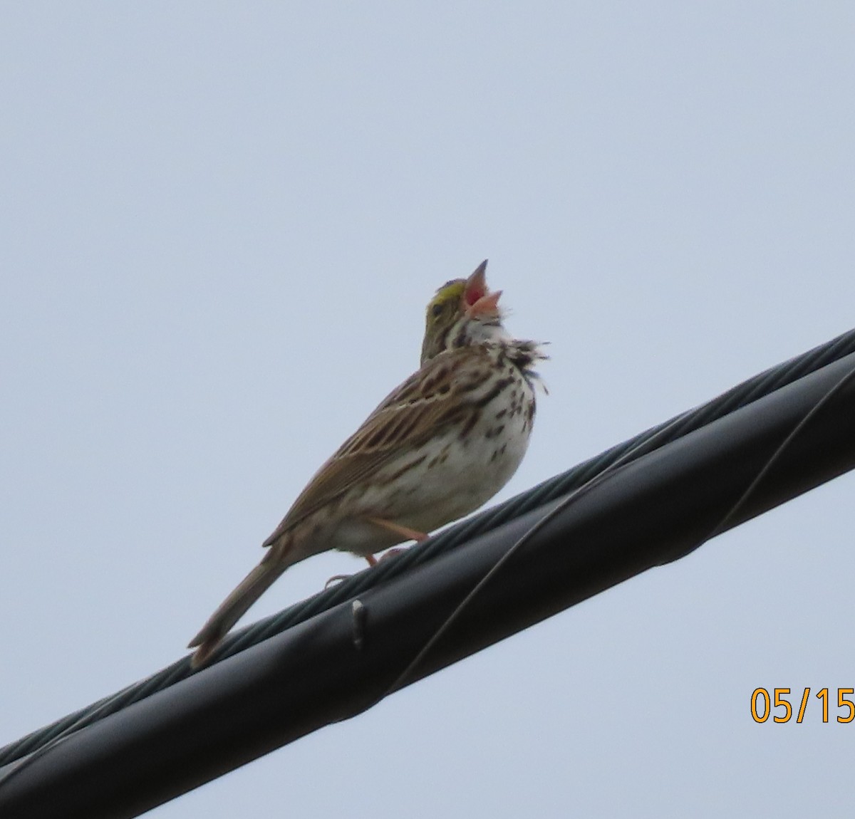 Savannah Sparrow - ML619083529