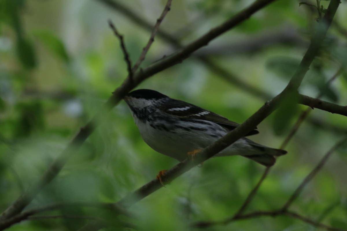 Blackpoll Warbler - Lily Morello