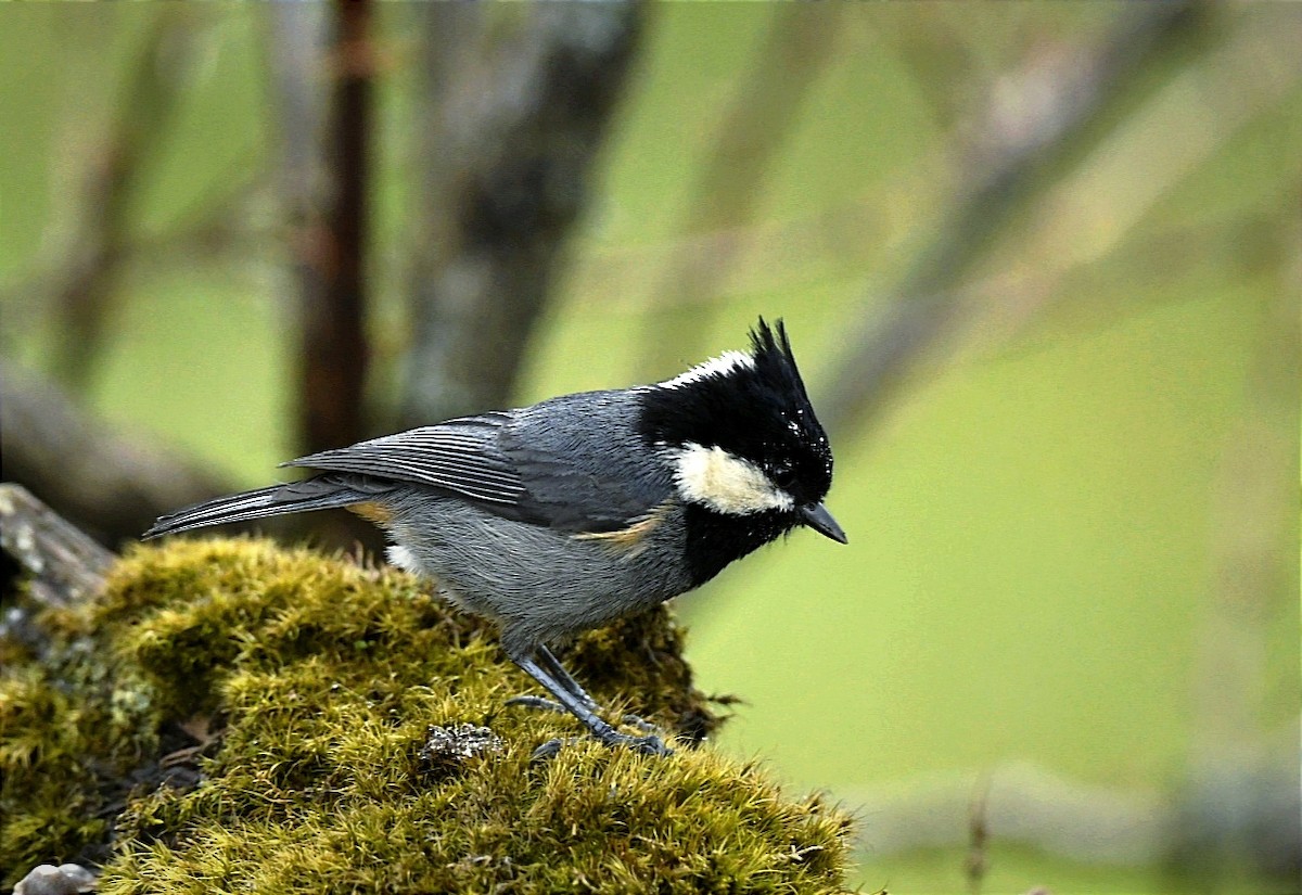 Rufous-vented Tit - ML619083555