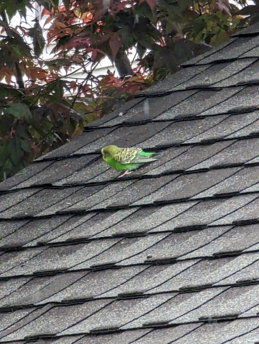 Budgerigar - Frank BirdmanNY