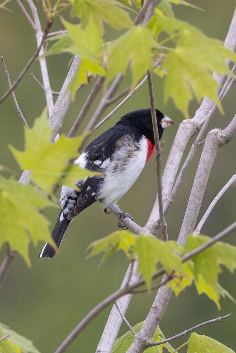 Rose-breasted Grosbeak - ML619083574