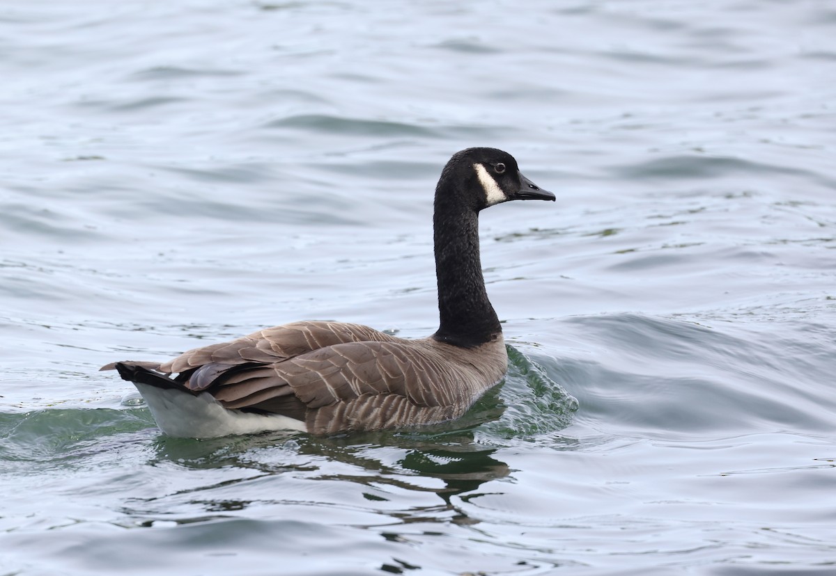 Canada Goose - Andy Gee