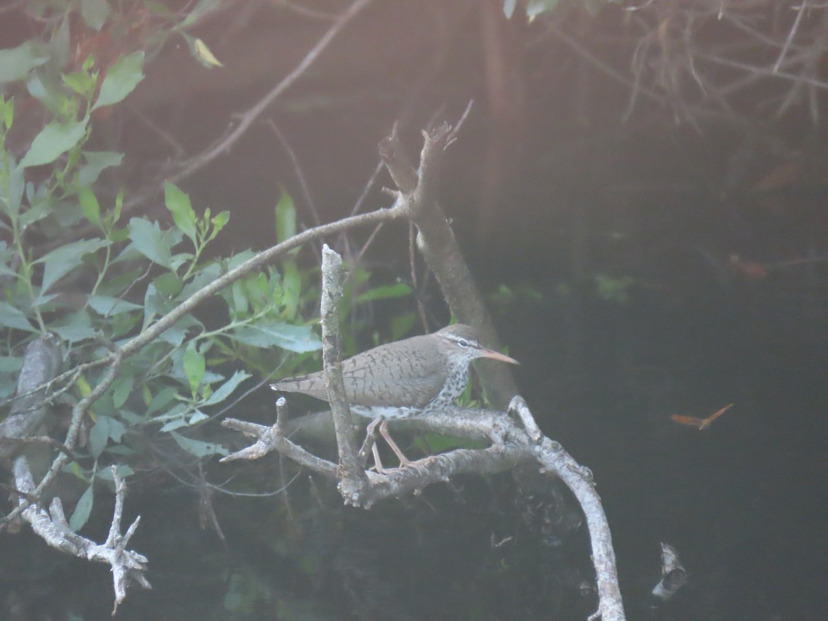 Spotted Sandpiper - Nina Luning Prak