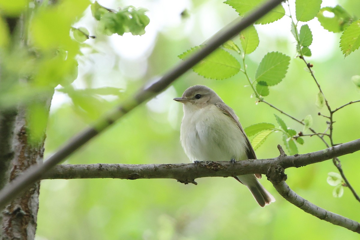 Warbling Vireo - Gang Wu