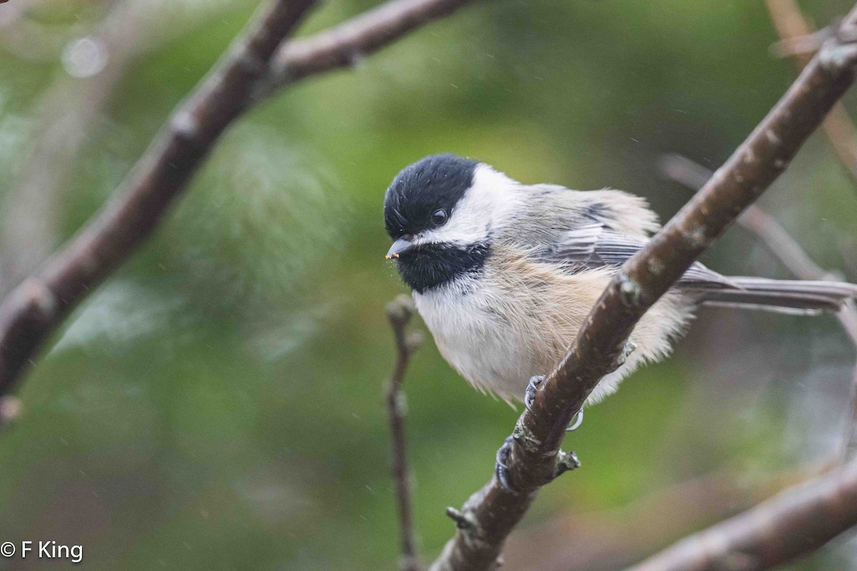 Black-capped Chickadee - ML619083615