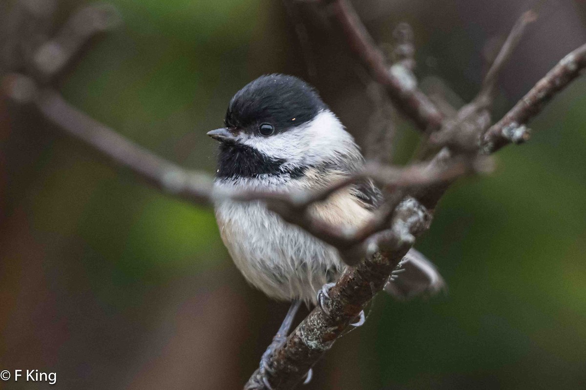 Black-capped Chickadee - ML619083616