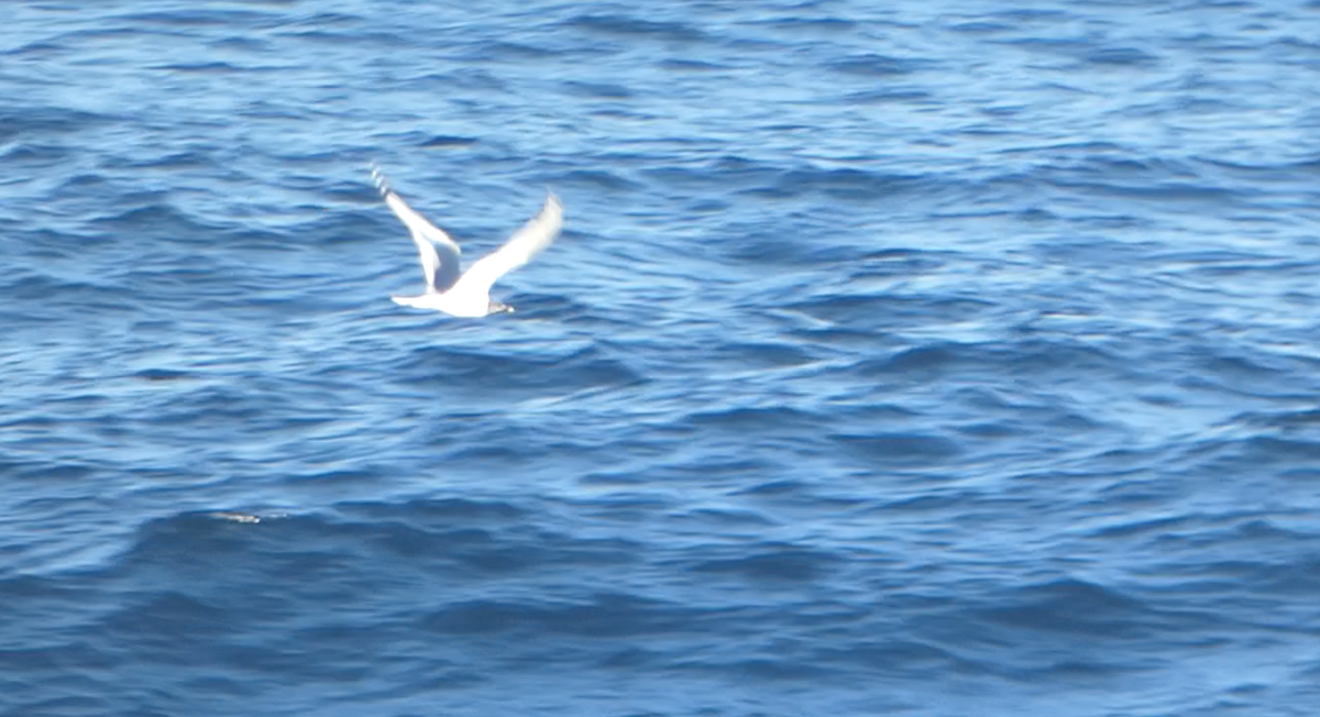 Sabine's Gull - Kevin Hayes