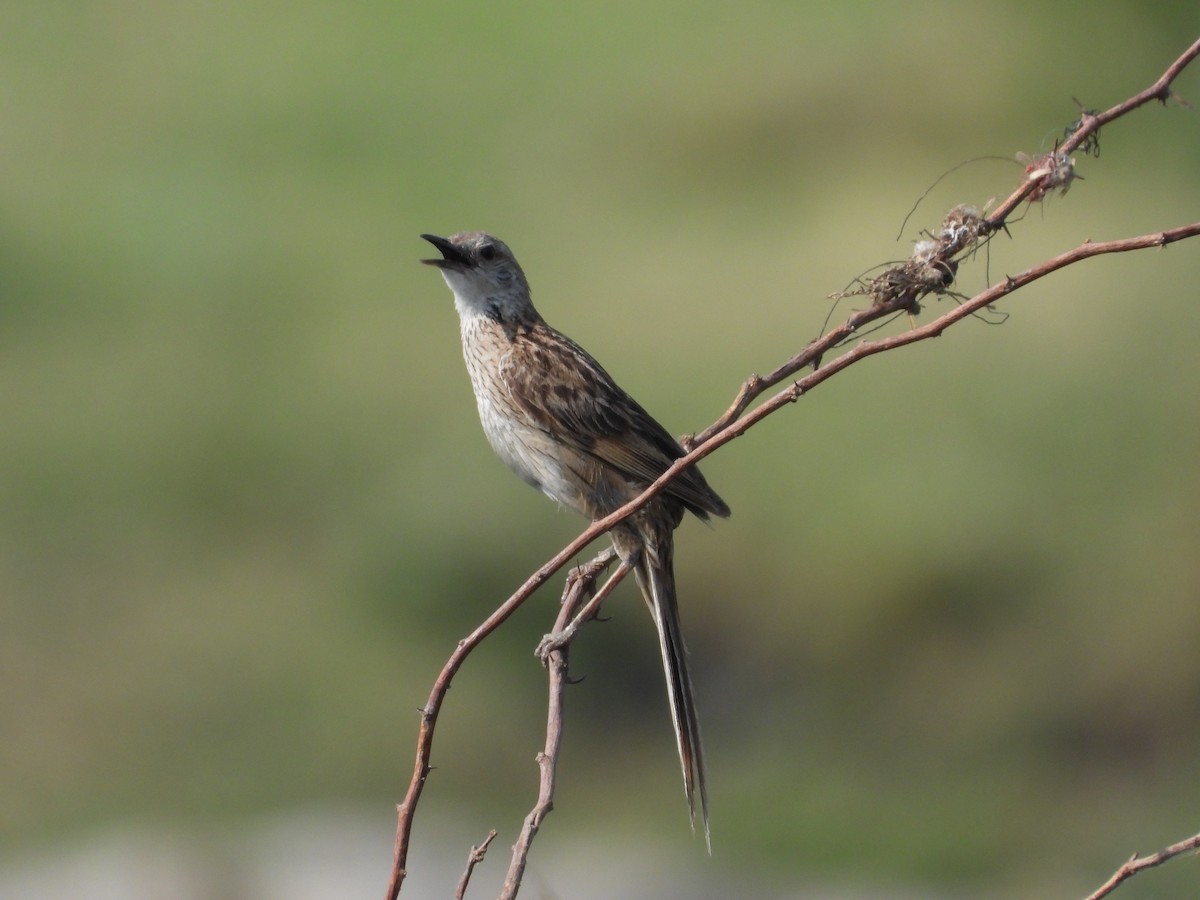 Striated Grassbird - Loukika Neve