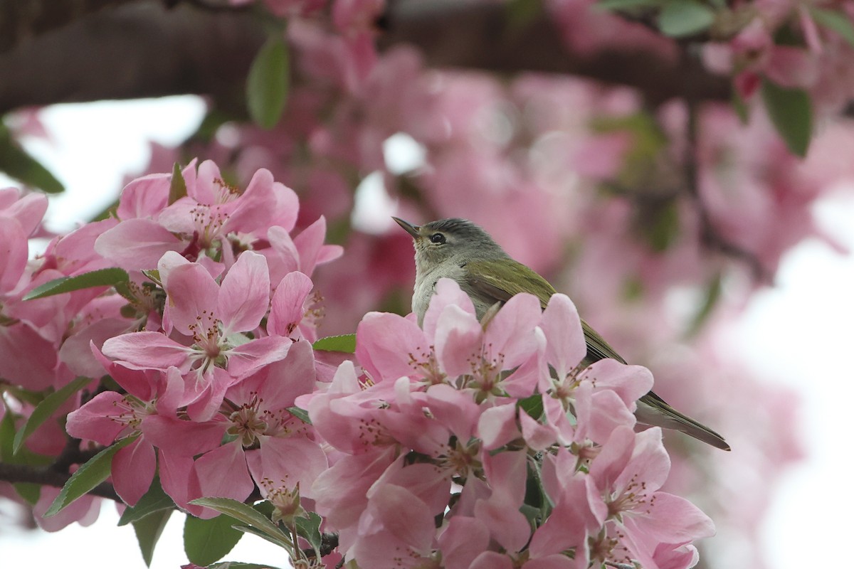 Tennessee Warbler - Gang Wu