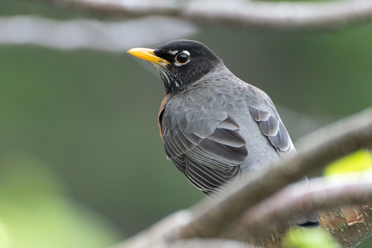 American Robin - ML619083629