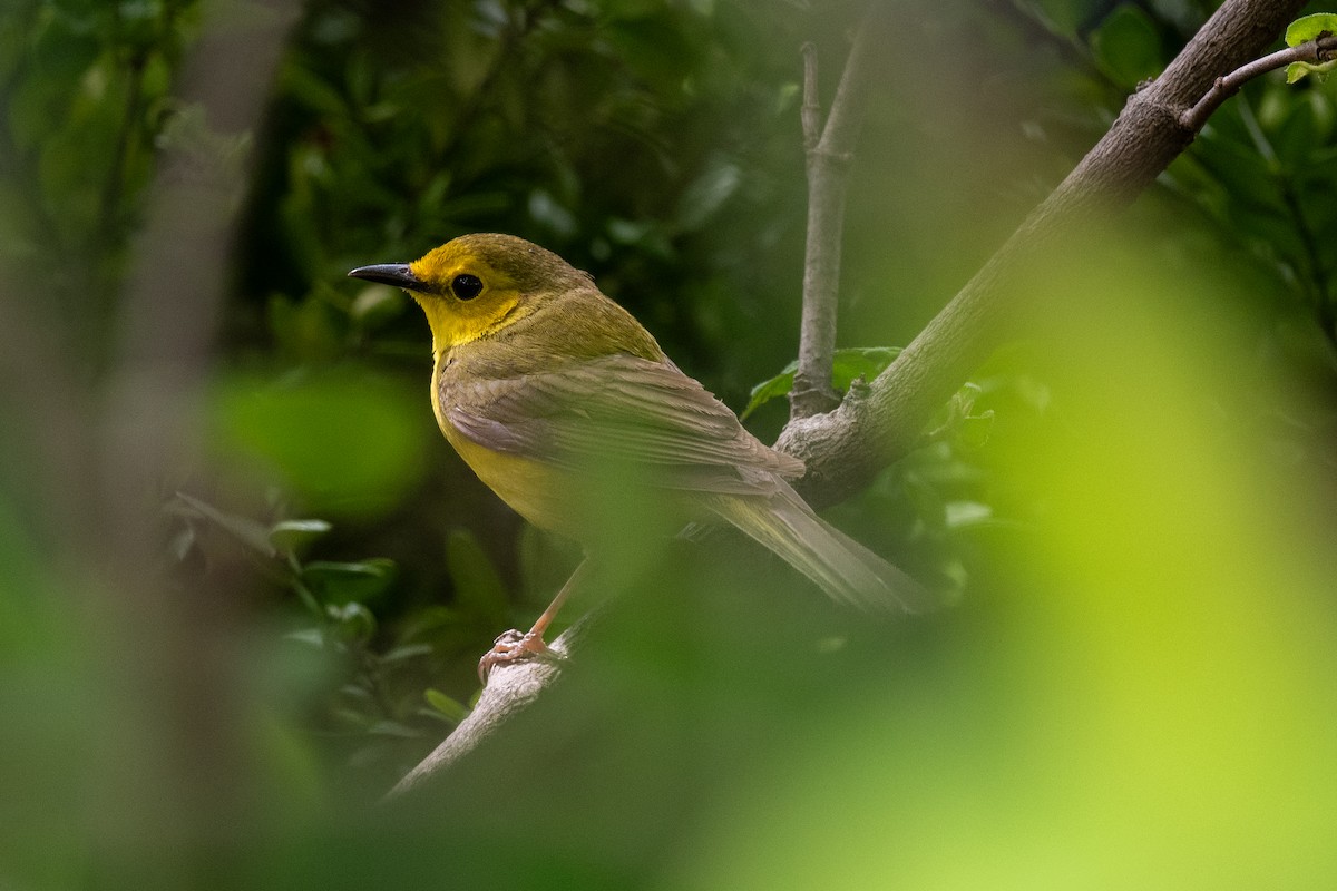 Hooded Warbler - Sebastian Jones