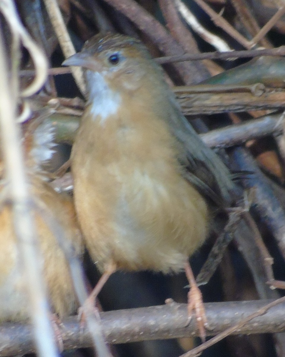 bird sp. - Simon Hugh O'Neill