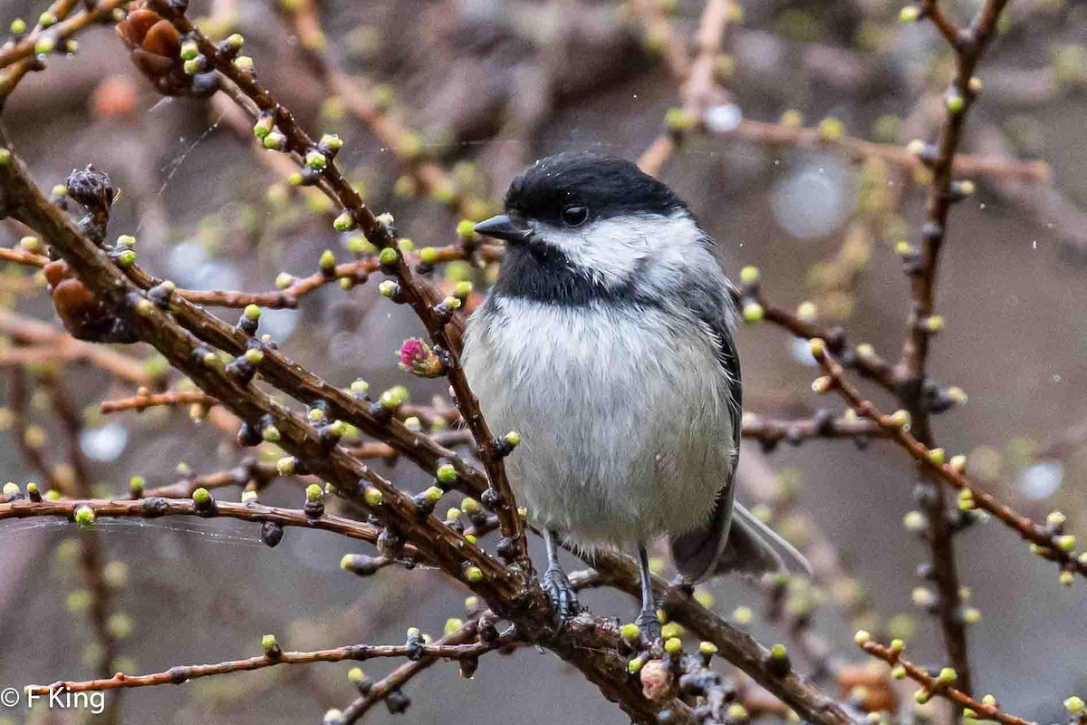 Black-capped Chickadee - ML619083640