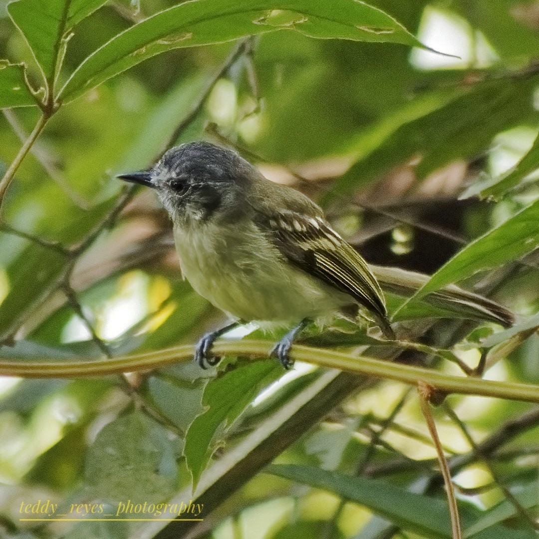 Slaty-capped Flycatcher - Teddy Reyes Rodríguez