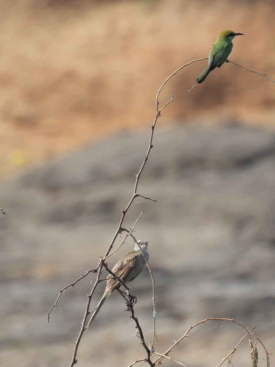 Striated Grassbird - Loukika Neve