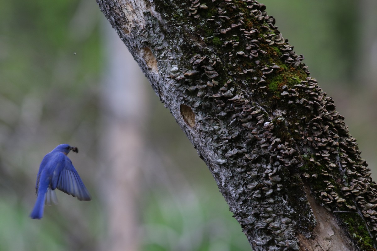 Eastern Bluebird - Lily Morello