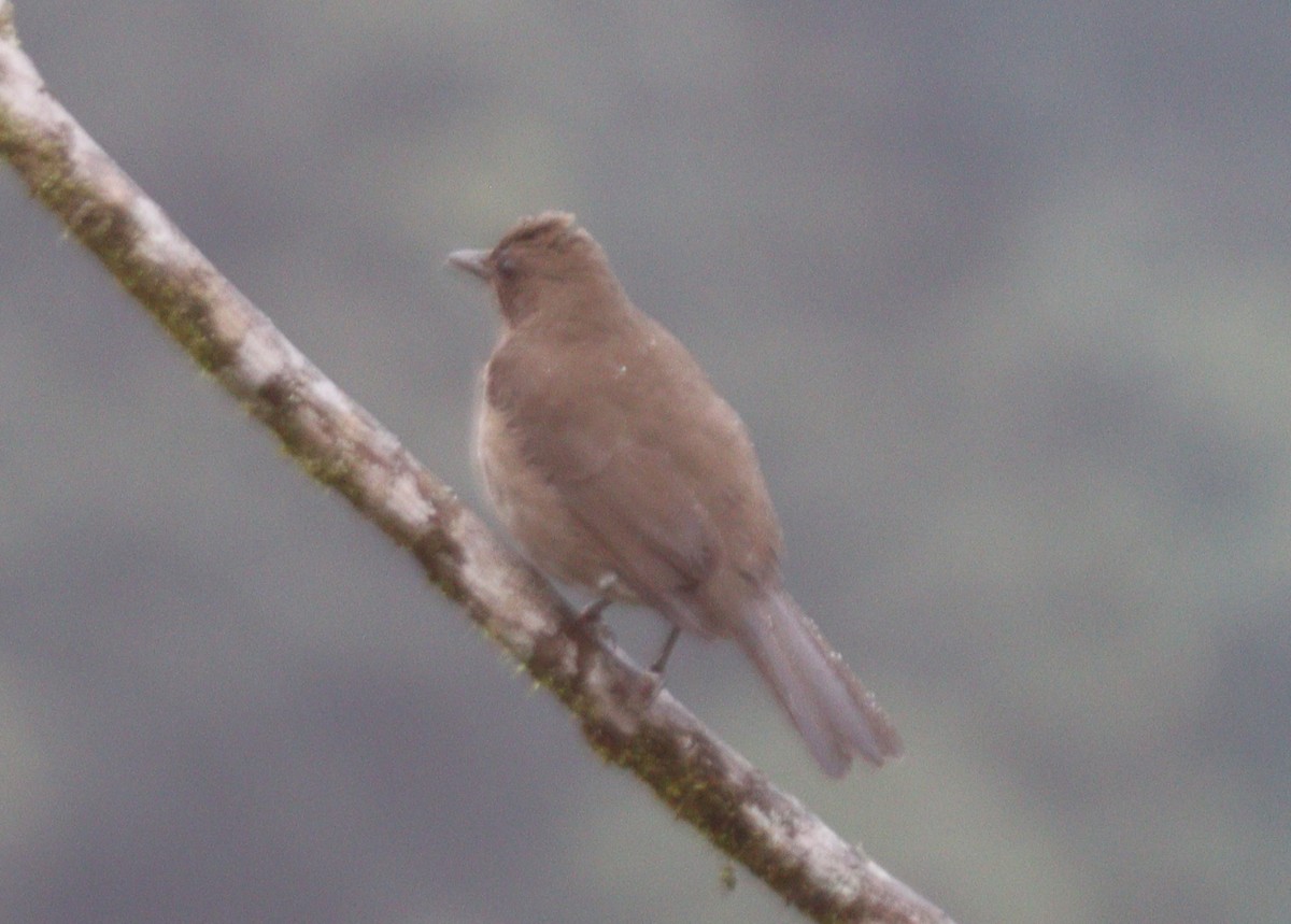 Pale-vented Thrush - Julio P