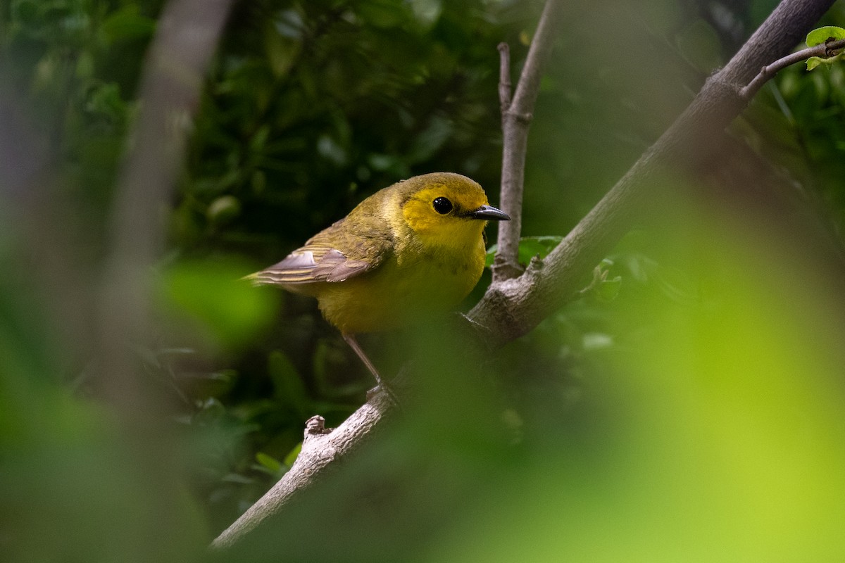 Hooded Warbler - ML619083663