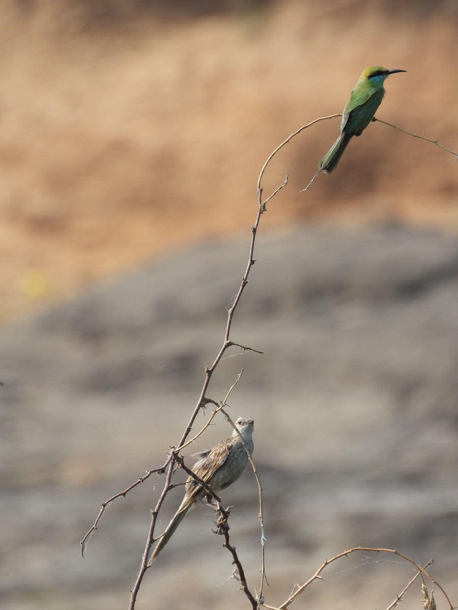 Striated Grassbird - Loukika Neve
