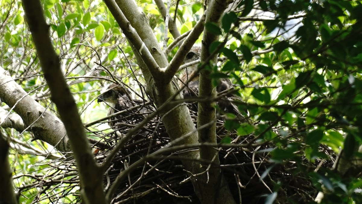 Crested Goshawk - YiN LAI