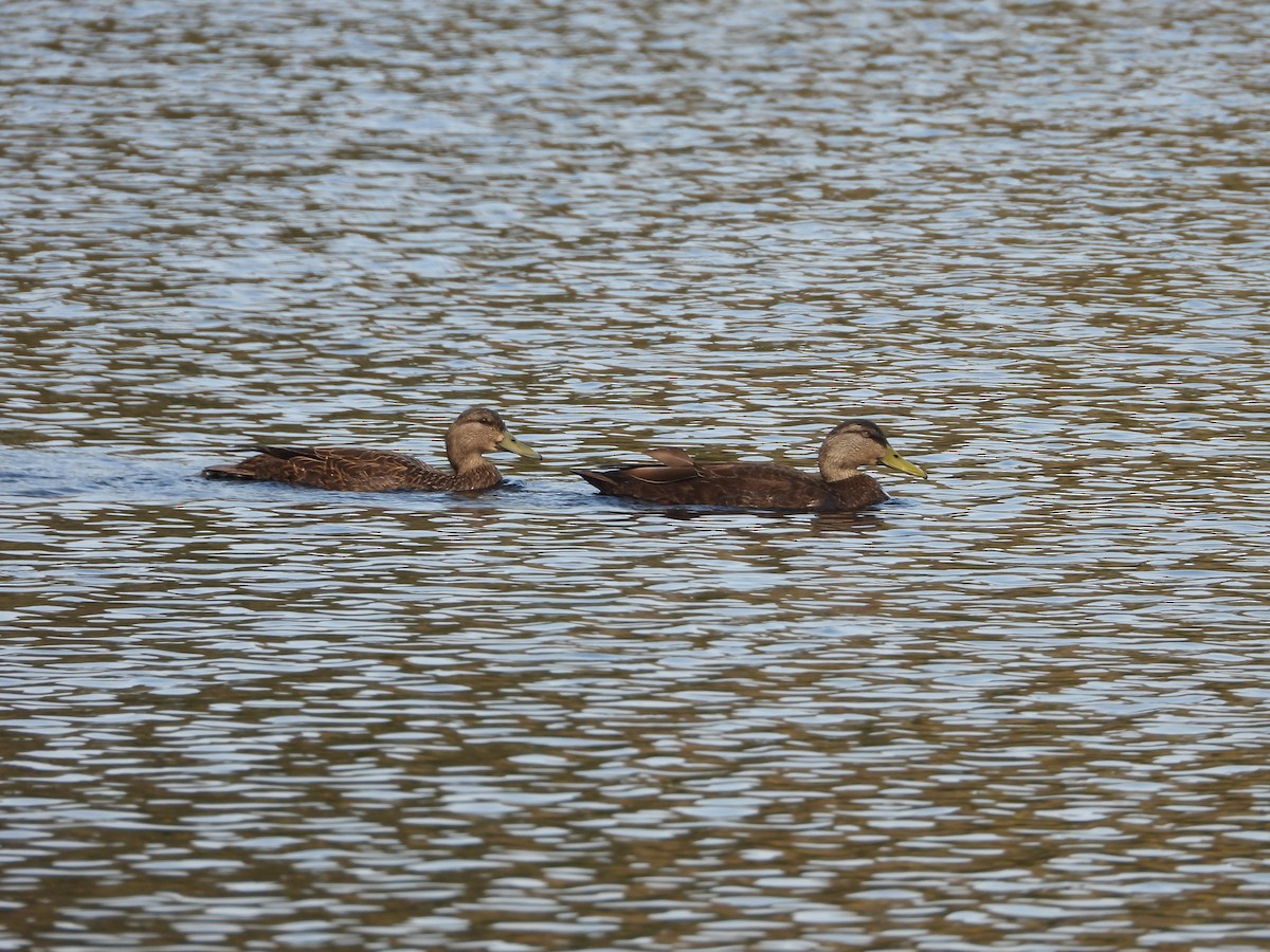 American Black Duck - ML619083720