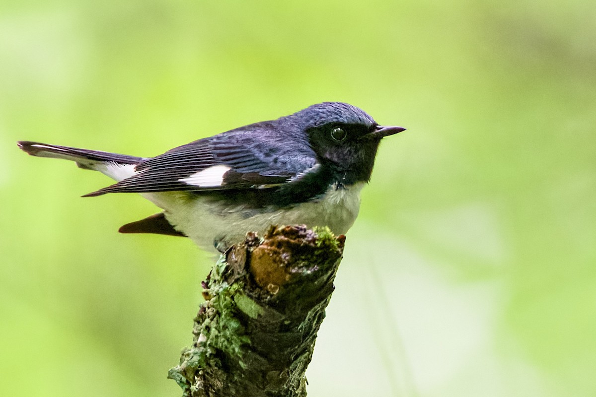 Black-throated Blue Warbler - ML619083723