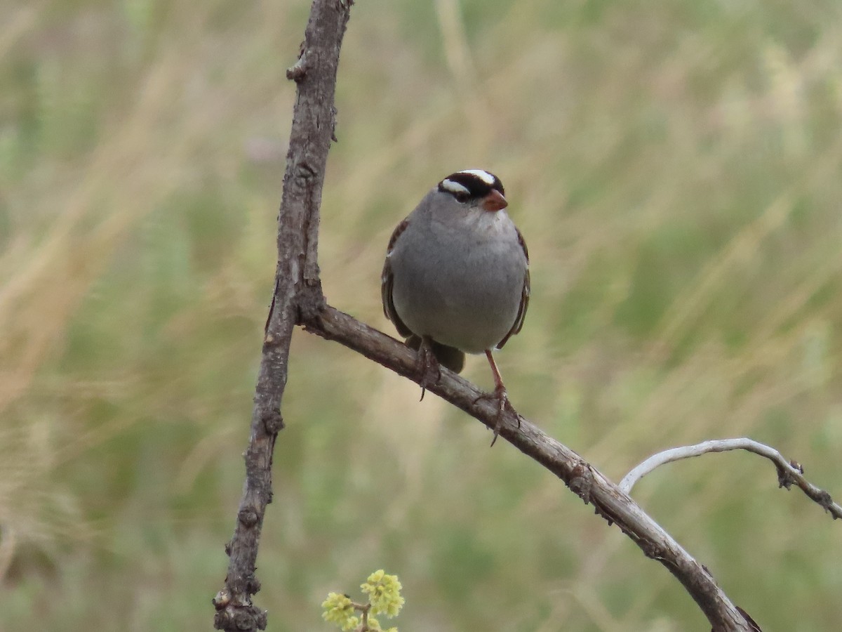 White-crowned Sparrow (Dark-lored) - Tom Curtis