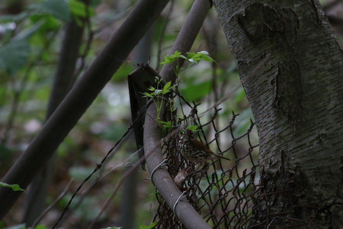 Wood Thrush - Lily Morello