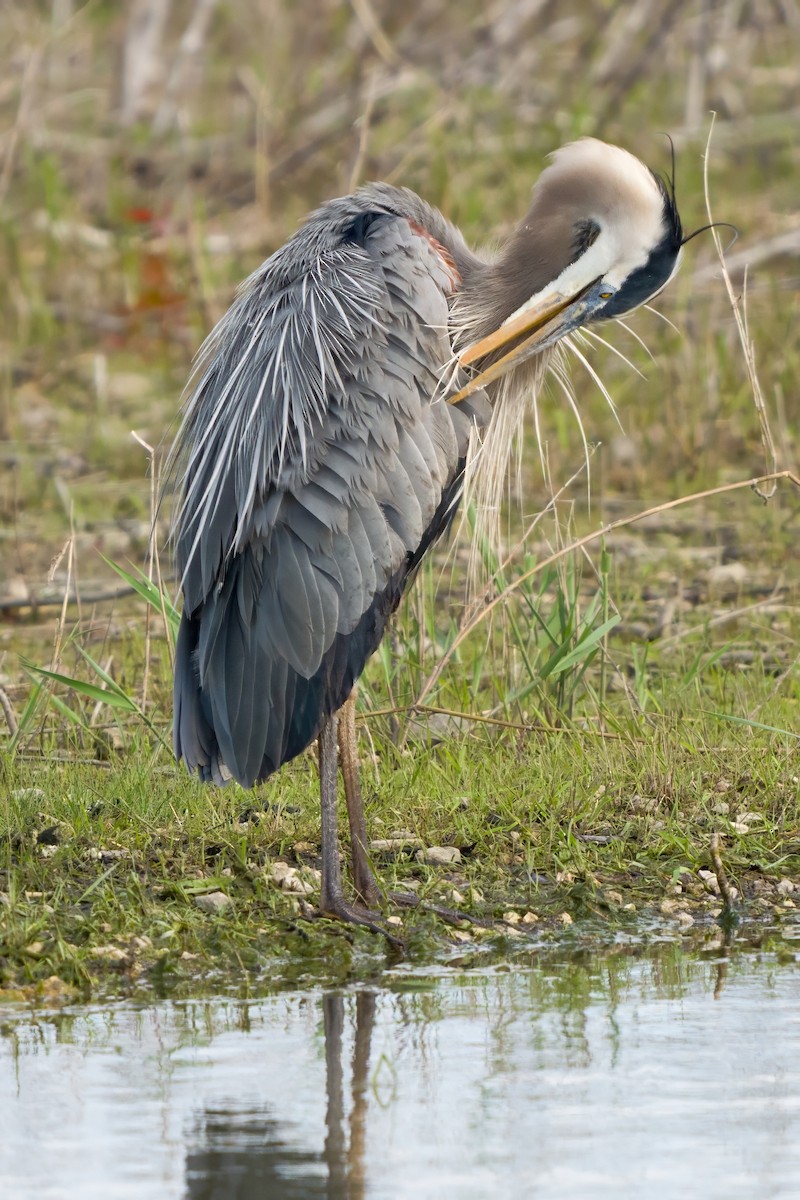Great Blue Heron - Dylan Buell