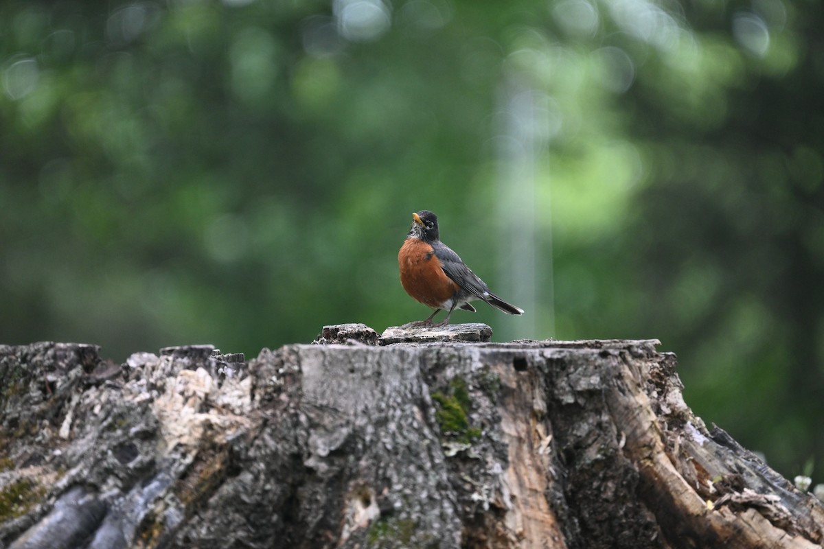 American Robin - Deborah Penrose