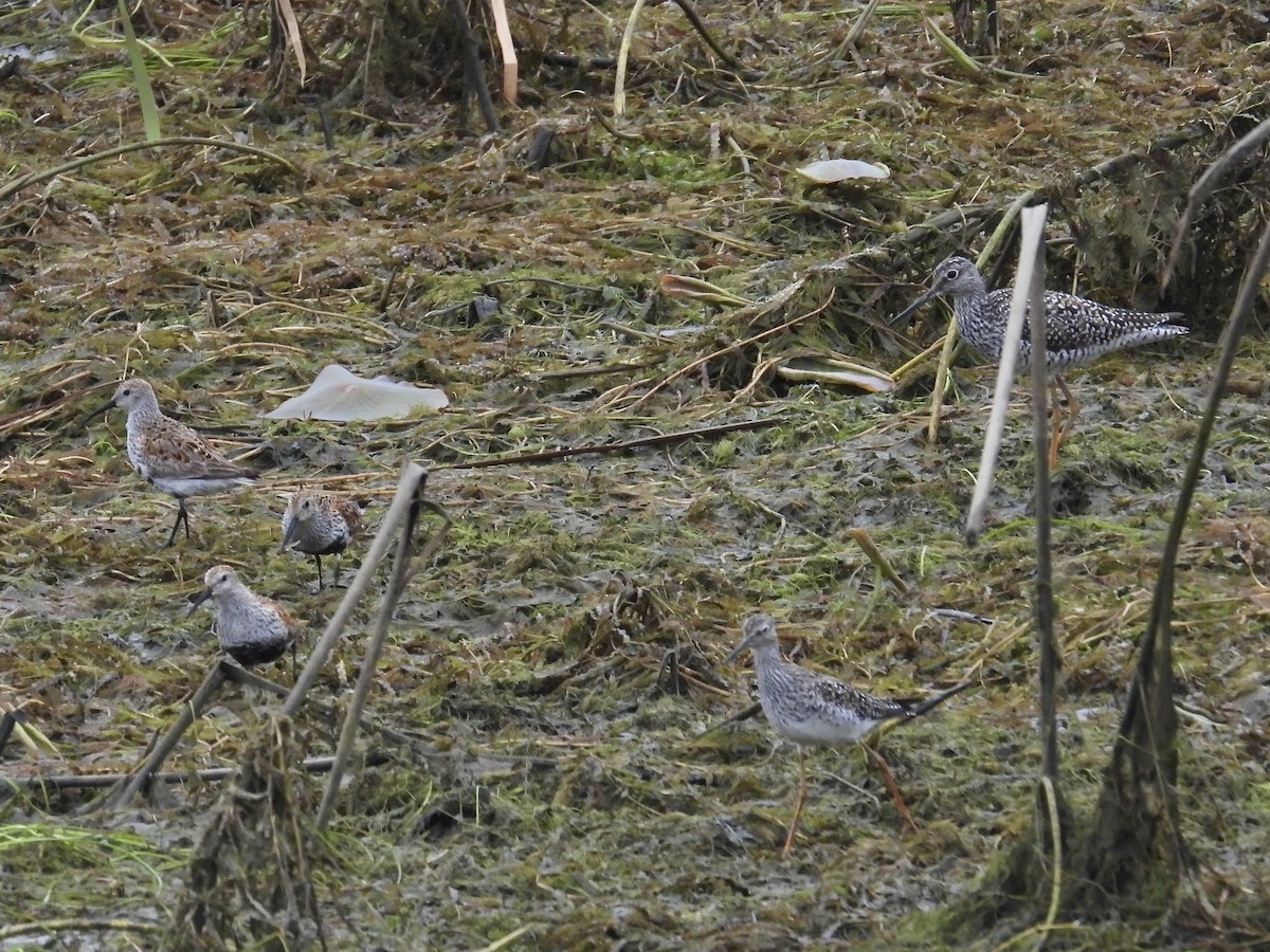 Greater Yellowlegs - ML619083785