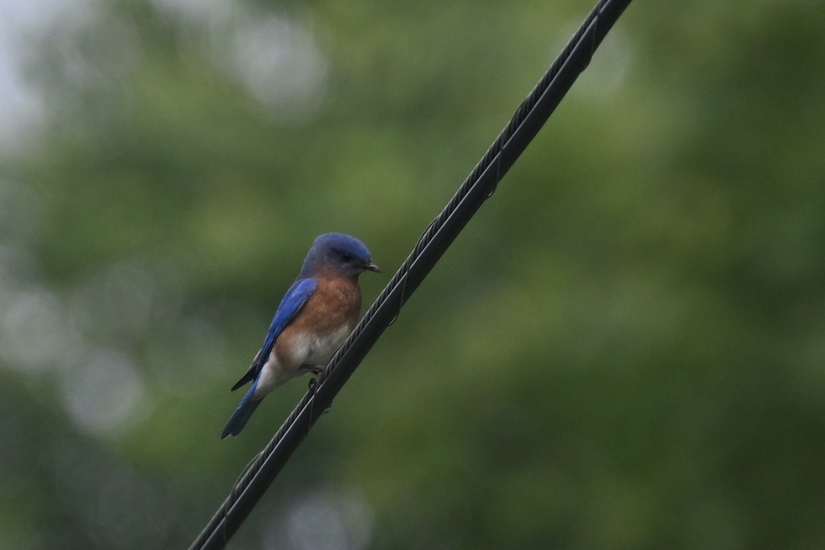 Eastern Bluebird - Deborah Penrose