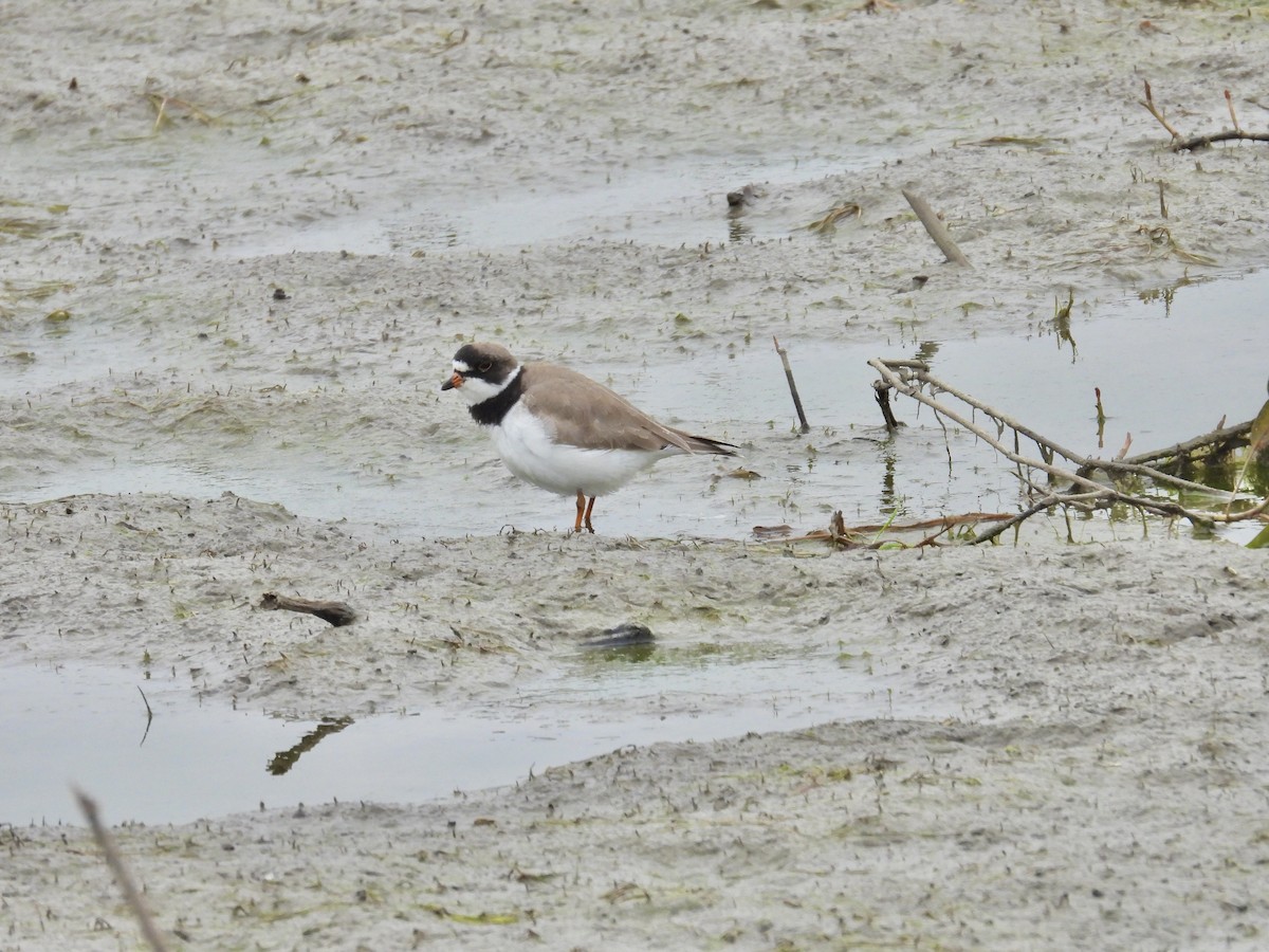 Semipalmated Plover - ML619083811