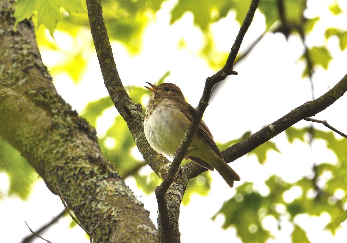 Hermit Thrush - ML619083818