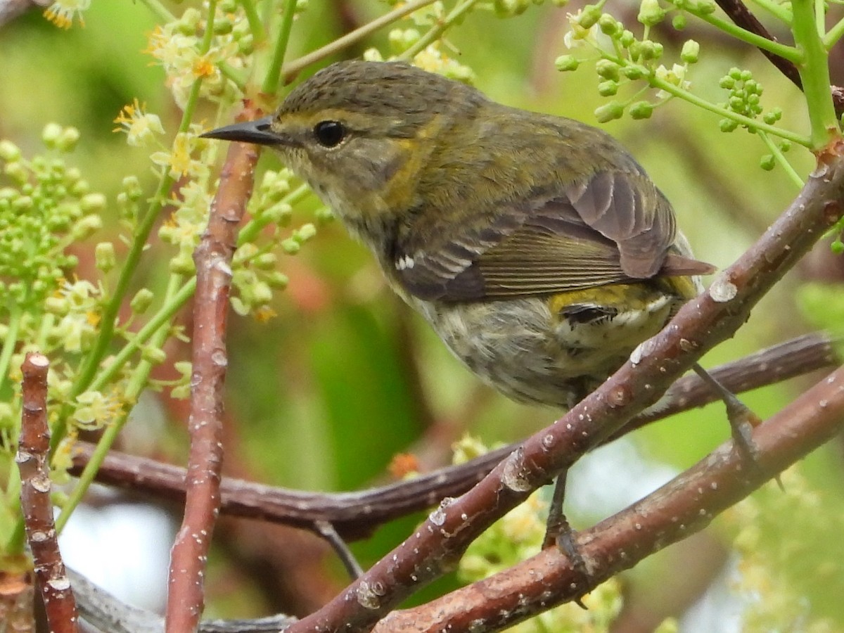 Paruline tigrée - ML619083828