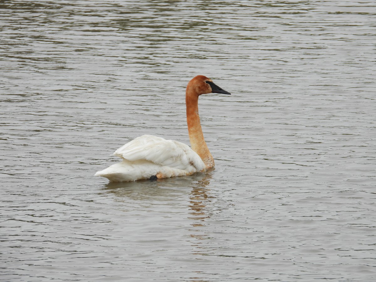 Trumpeter Swan - ML619083830