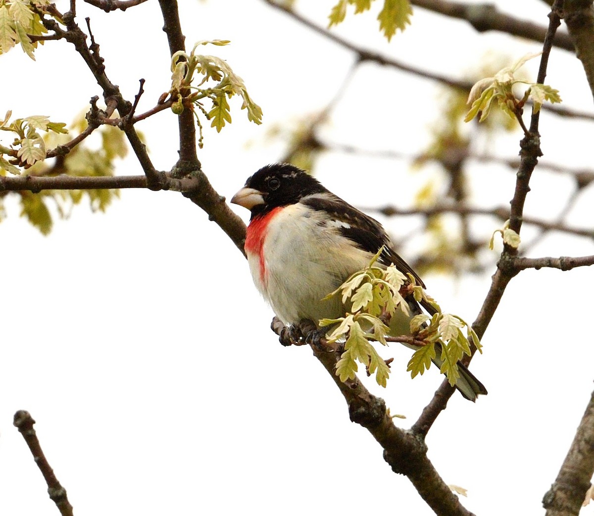 Rose-breasted Grosbeak - ML619083836