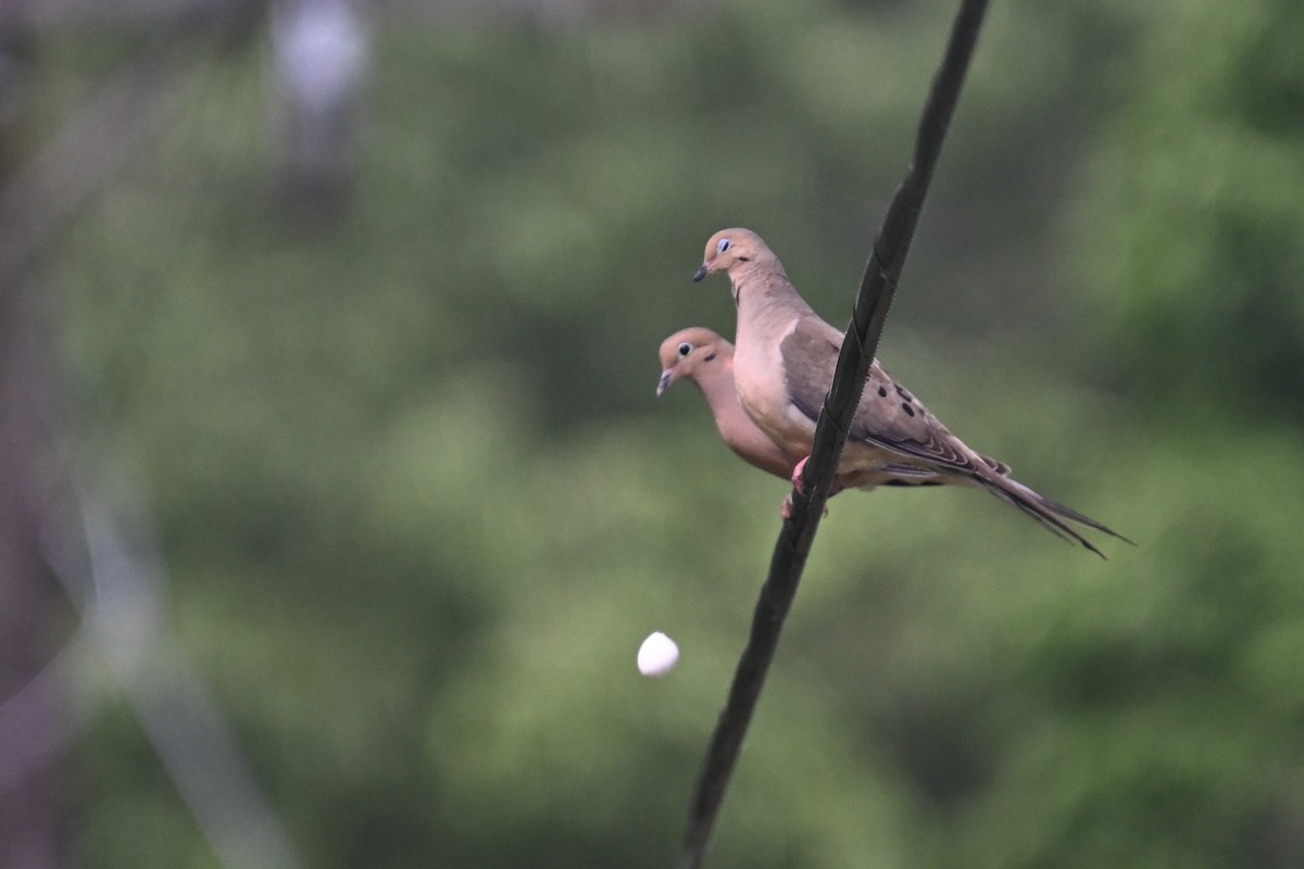 Mourning Dove - Deborah Penrose