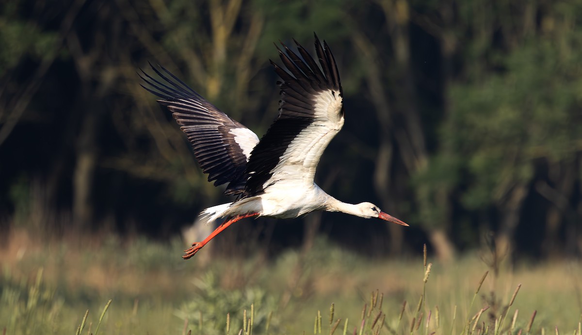 White Stork - Alper YILMAZ