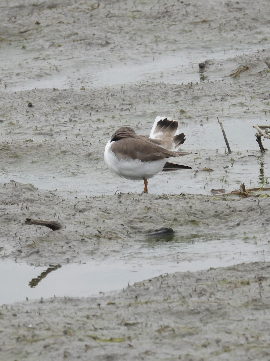 Semipalmated Plover - ML619083842