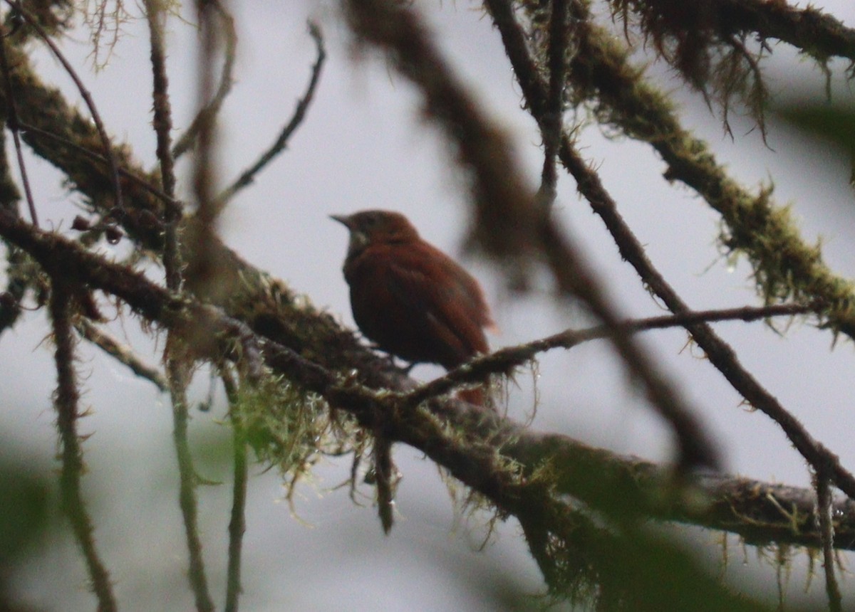 Fulvous-dotted Treerunner - Julio P