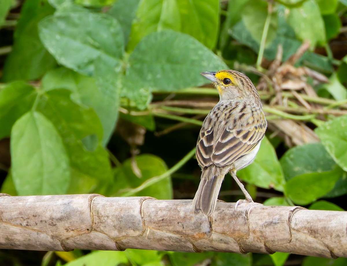 Yellow-browed Sparrow - Joe Aliperti